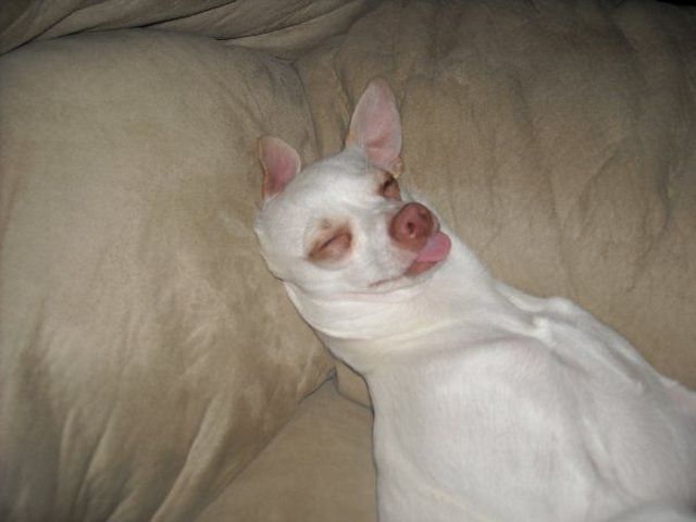 All+Type+Of+Funny+Animals+Photos+%25284%2529 All+Type+Of+Funny+Animals+Photos+%25284%2529