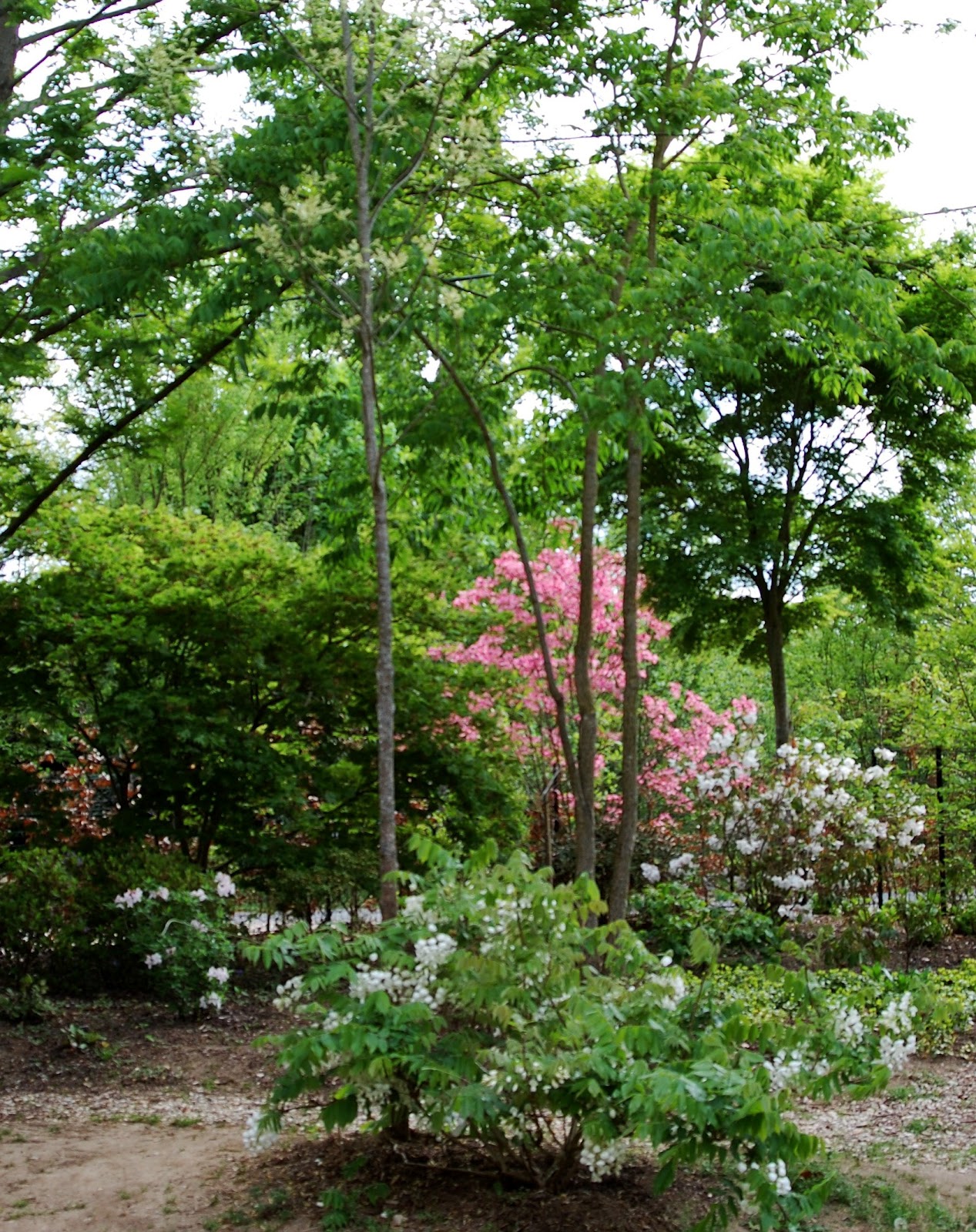 Hydrangea Robusta Care And Culture Travaldo S Blog