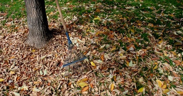 The Flower Bin: Using fall leaves in the garden.