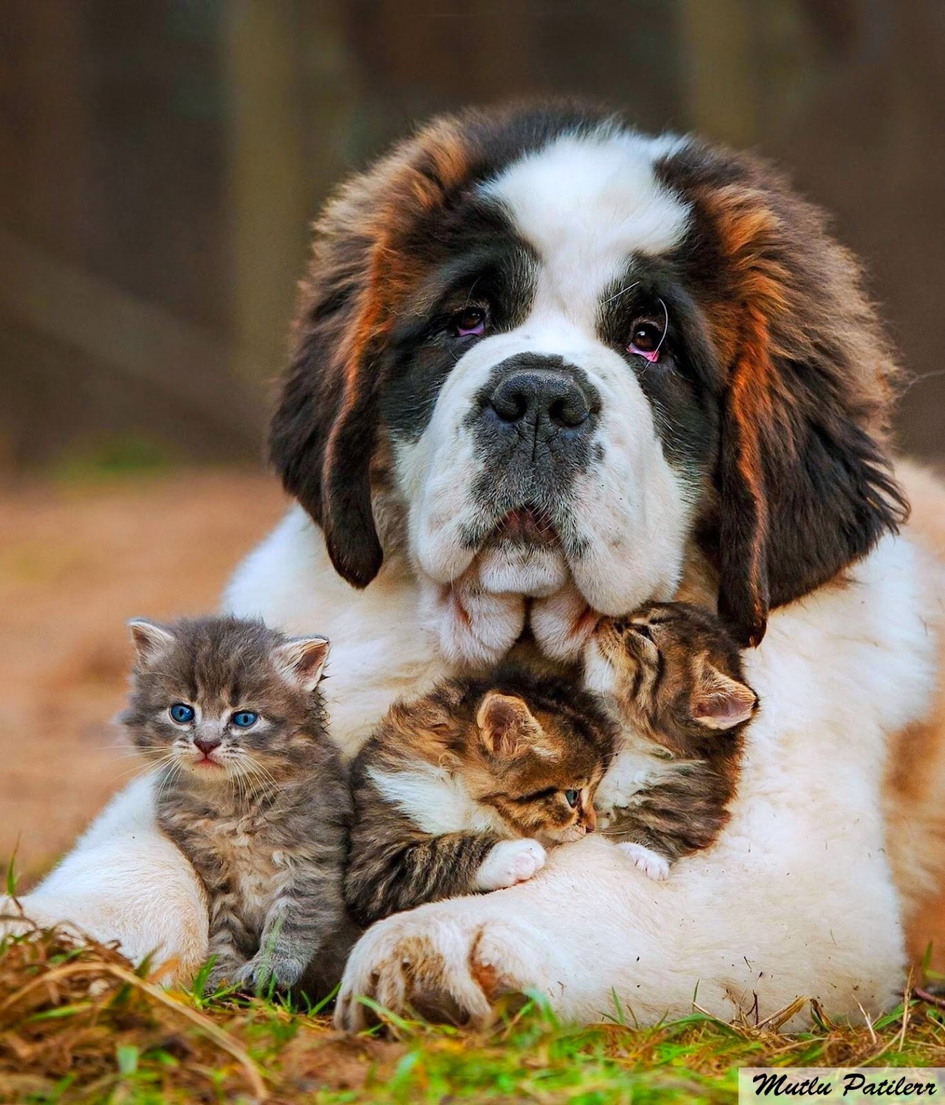Mutlu Patilerr Senbernar Köpekleri / The Hospice Dog St. Bernard