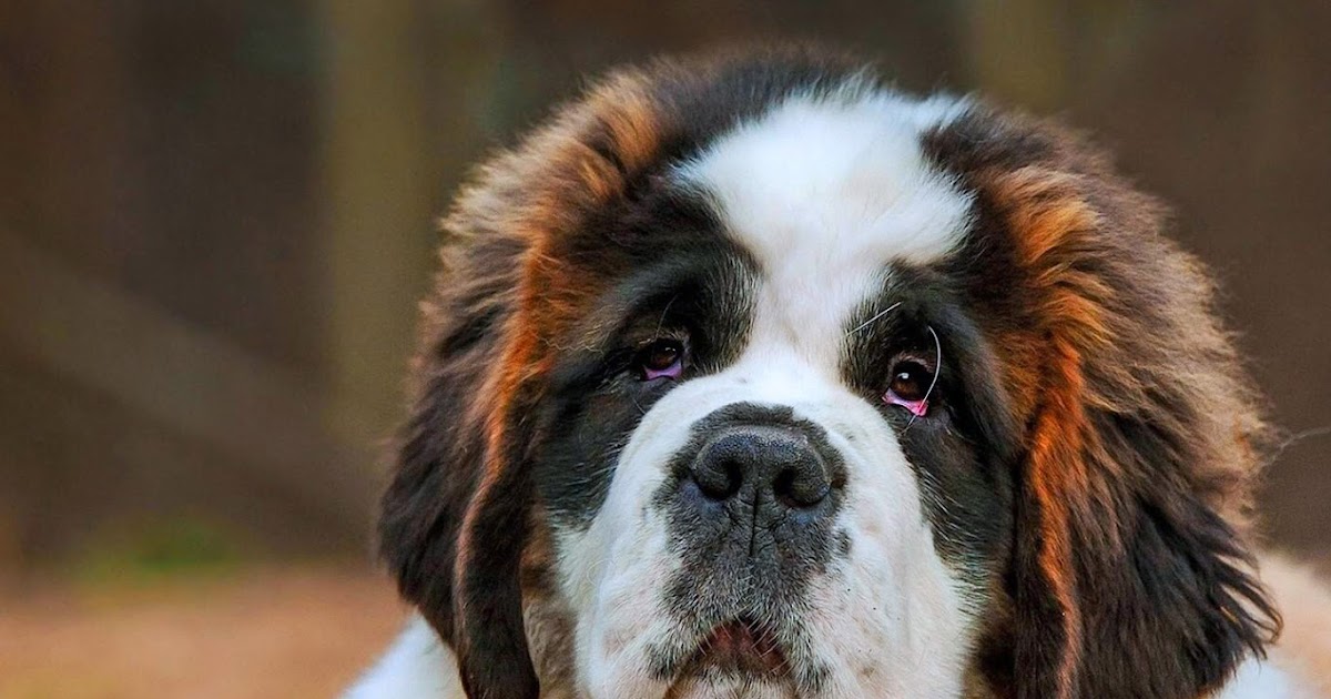 Mutlu Patilerr Senbernar Köpekleri / The Hospice Dog St. Bernard