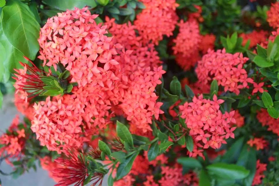 Pinoy Bonsai Santan Flower in Different Perspectives