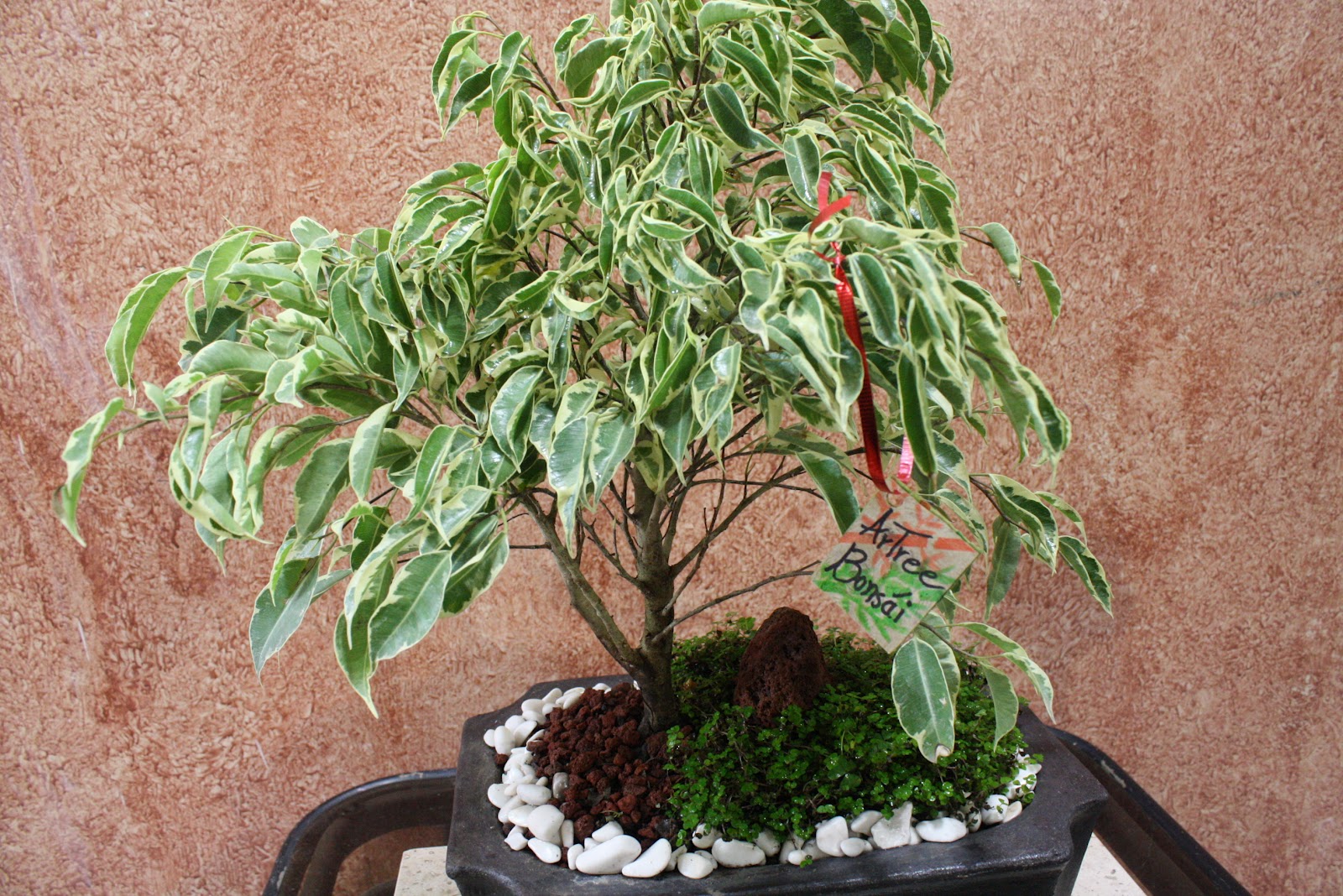 ArTree Bonsai Guadalajara BONSAI FICUS BENJAMINA VARIEGATA