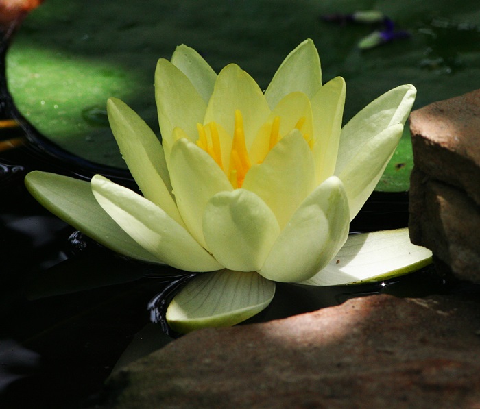 Gardening With Nature Wordless Wednesday First water lily bloom