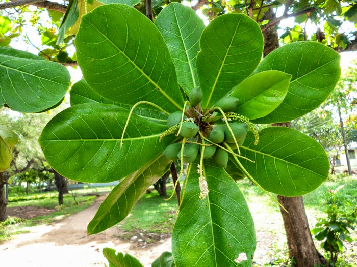 Sri Lanka Almond Tree Kottan (Kottamba) SL Flora