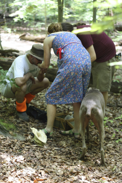Foraging for Edible Mushrooms in Richmond Virginia 17 Apart