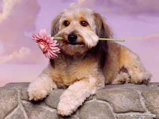 dog and flower picture