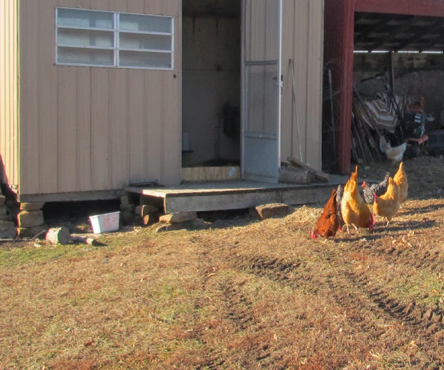 JUST ME cleaning the hen house