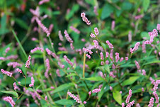 Tufted Knotweed or smartweed