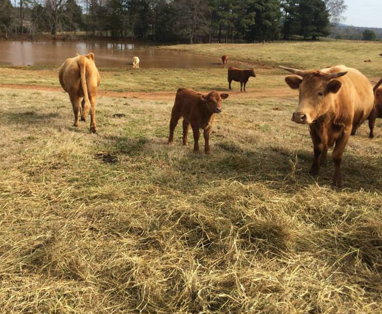 Cooking With Mary and Friends West Ridge Farms Premium Beef Farm Tour