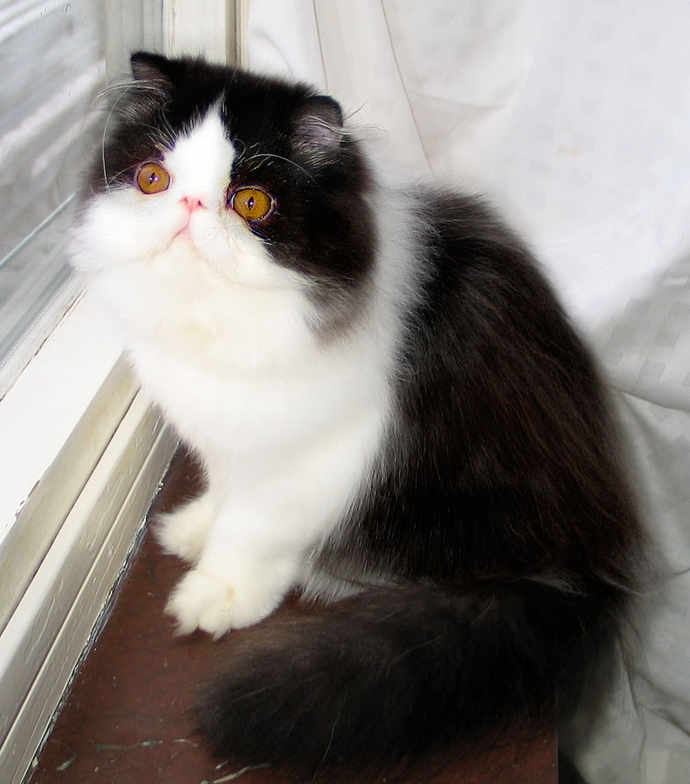 Bicolor Persian Cat Photography