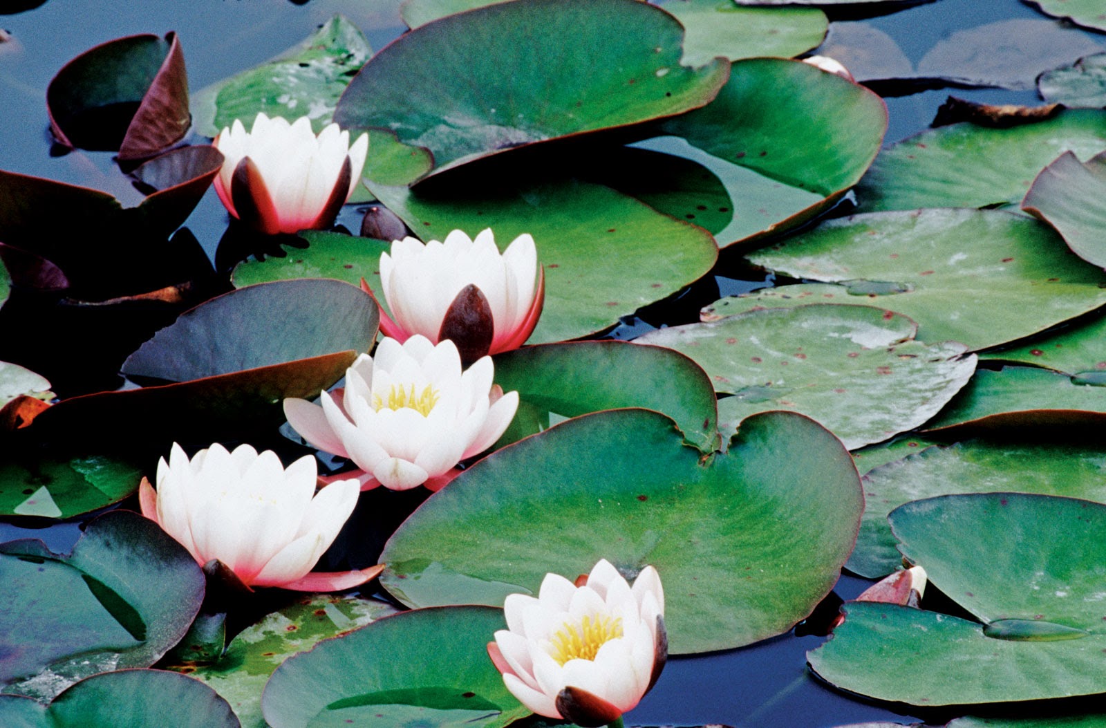 Lily pad flower The Life of a Lily Pad