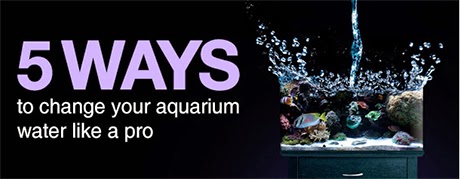 5 ways to change your aquarium water like a pro marine depot blog