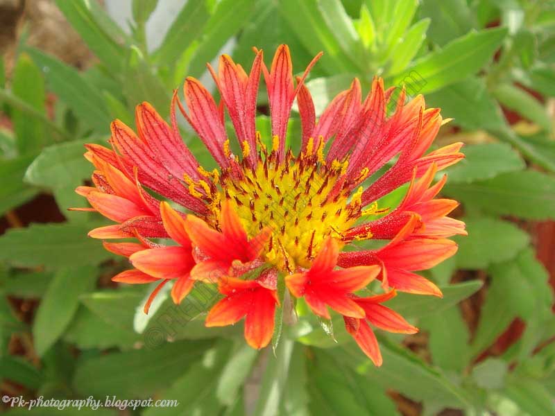 Blanket FlowersGaillardia Nature, Cultural, and Travel Photography Blog