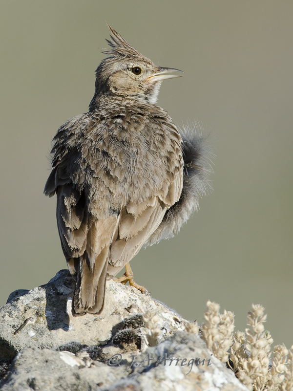 Cogujada montesina; Galerida theklae; Thekla Lark Cogujada montesina; Galerida theklae; Thekla Lark