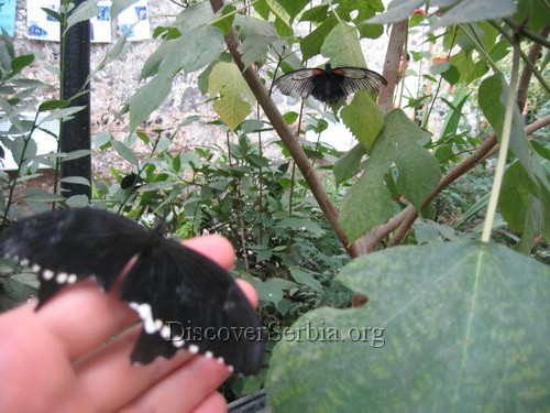 Tropski leptiri Tropski leptiri