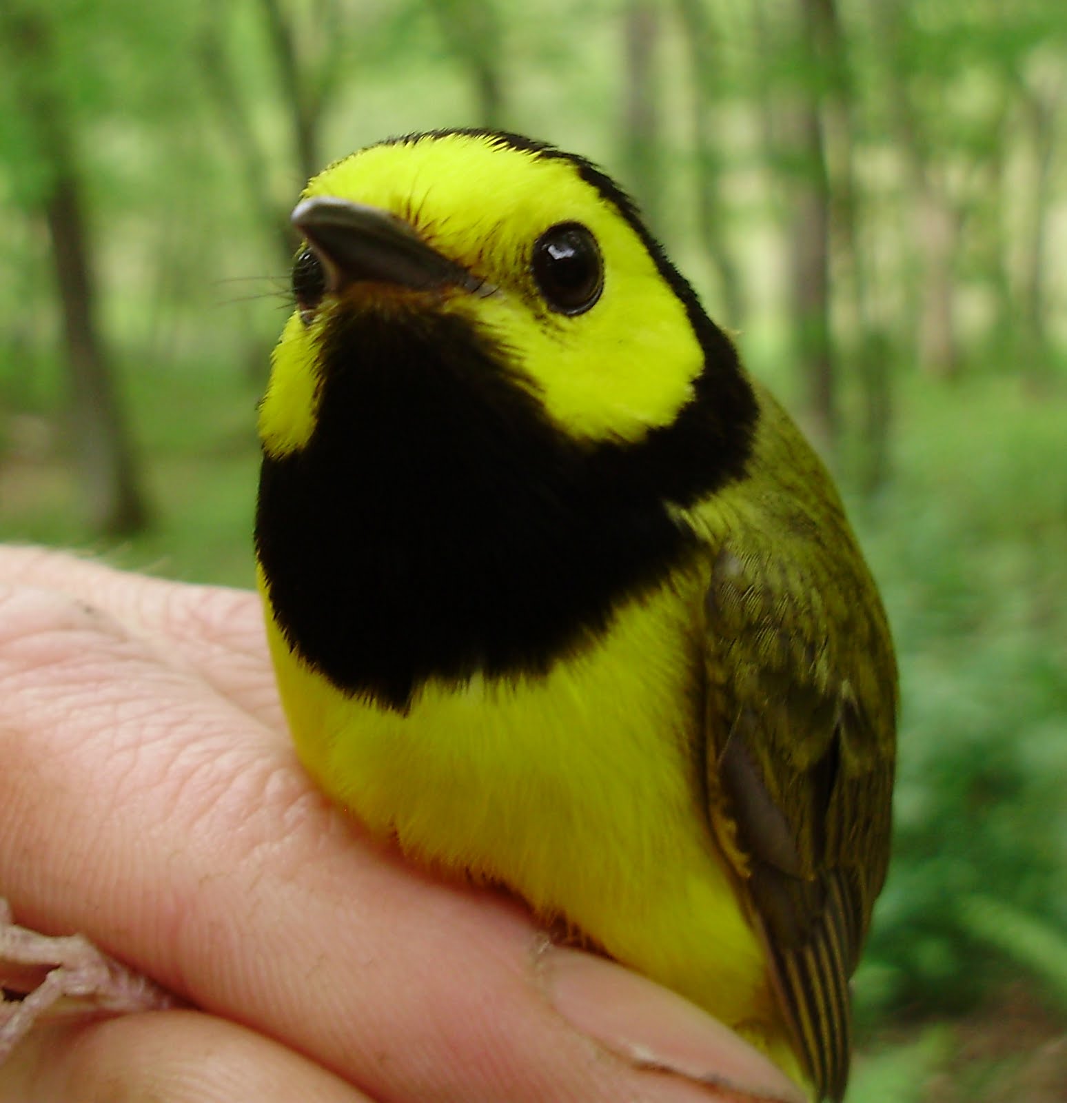 Male Hooded Warbler Photos from today's Banding
