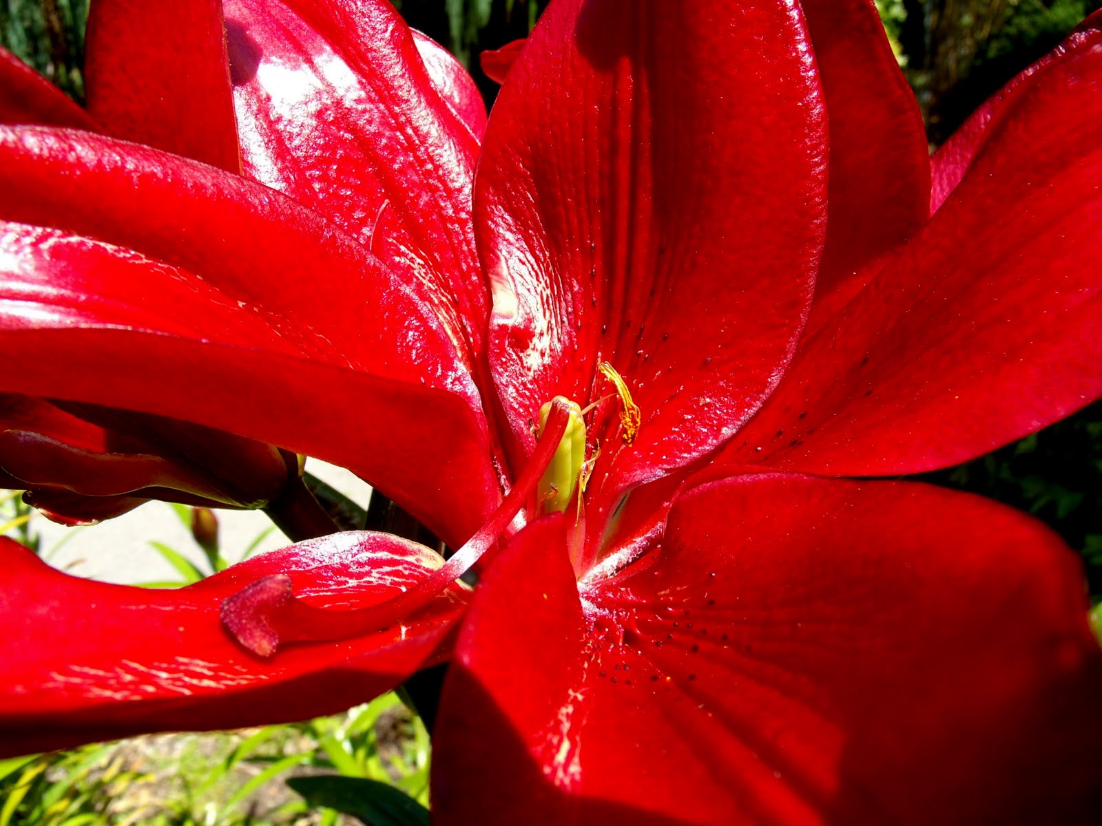 Flowers And Petals