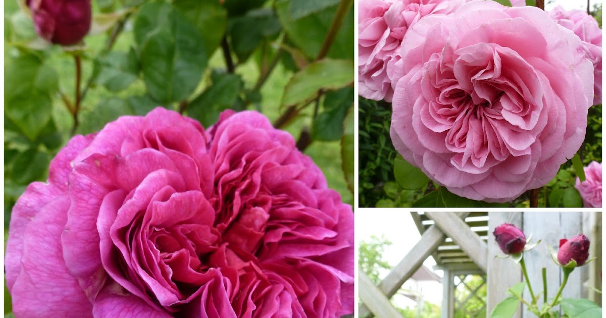 selfsewn blooming june