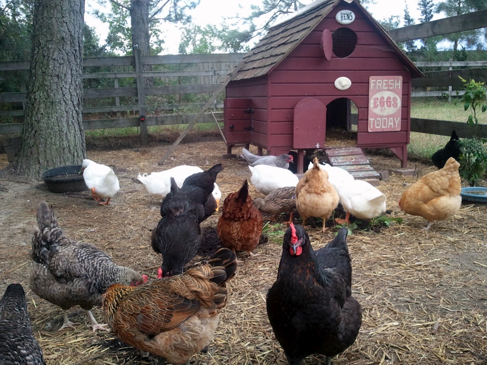 Top 7 Things to Consider When Deciding on a Chicken Coop