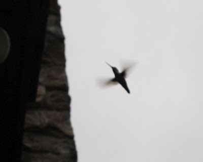 hummingbird 1
