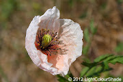 Pale salmon pink poppy . (pale salmon pink poppy in the wind)
