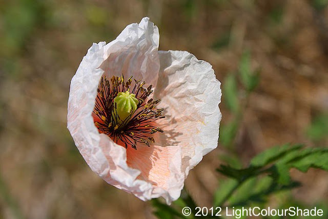 Pale salmon pink poppy in the wind