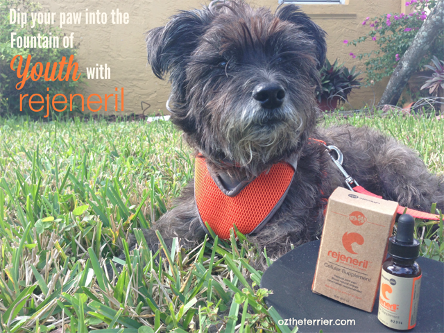 Oz the Terrier reviews Rejeneril anti-aging supplemt for dogs by Ultimate Pet