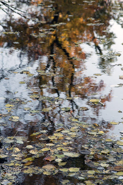floating leaves and a reflection of a tree