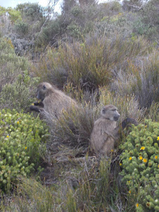 A pair of "Chackma Baboons" in Cape Point Nature reserve.