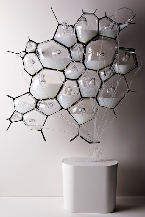 The Microbial Home