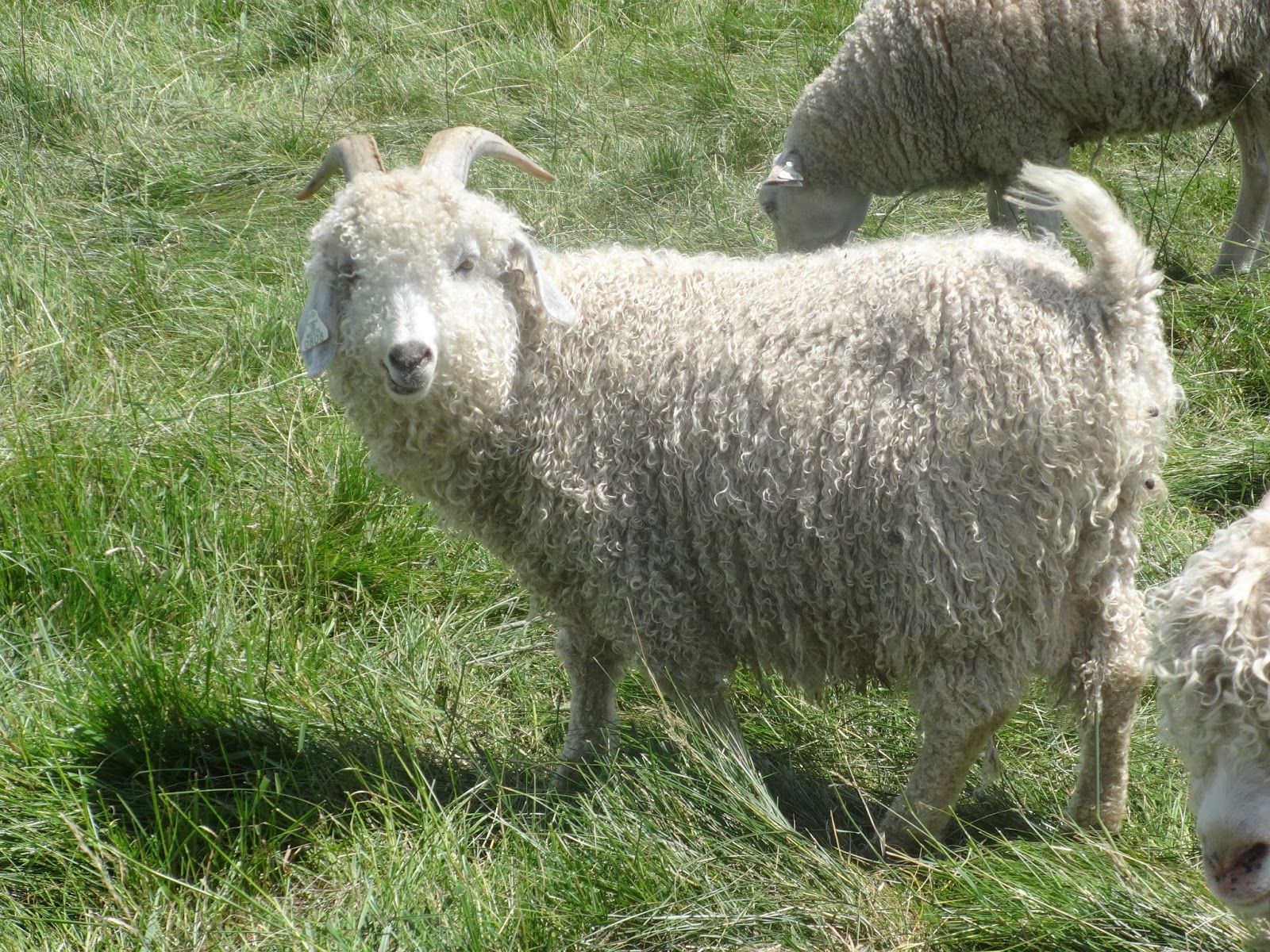 Goats for sale in missouri