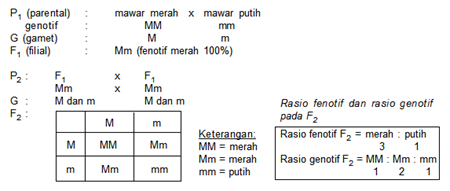 A Simple Blog by the Boy of Jambi: Biologi : Genetika (1)