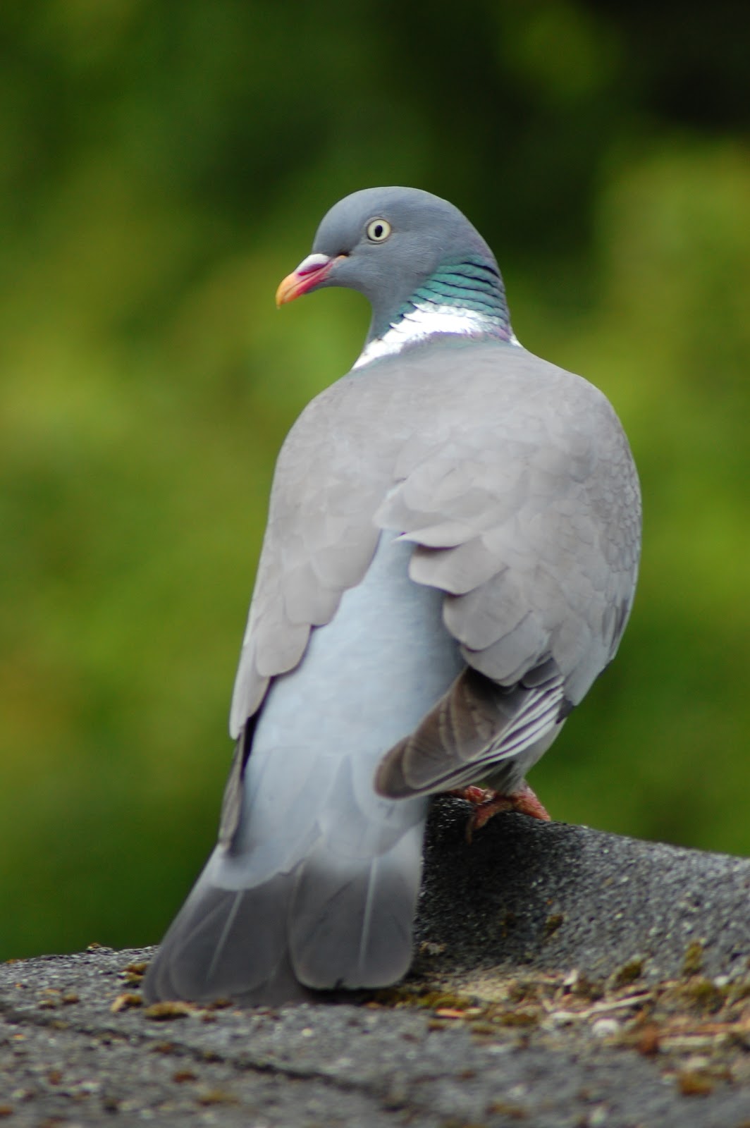 Baby Woodpecker ~ Birdboxesonline.co.uk