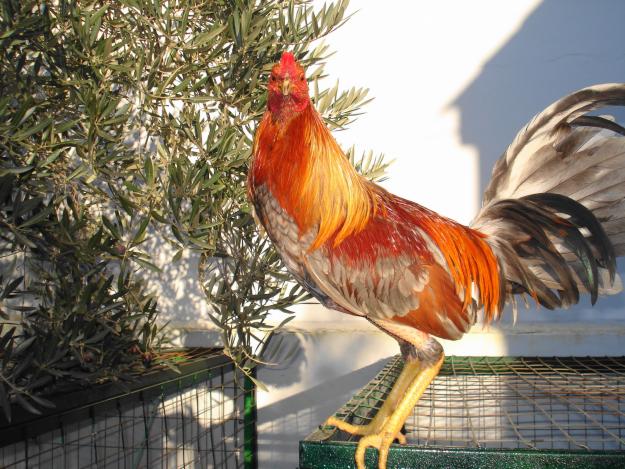 VER GALERIA DE FOTOS DE GALLOS DE PELEA DEL MUNDO