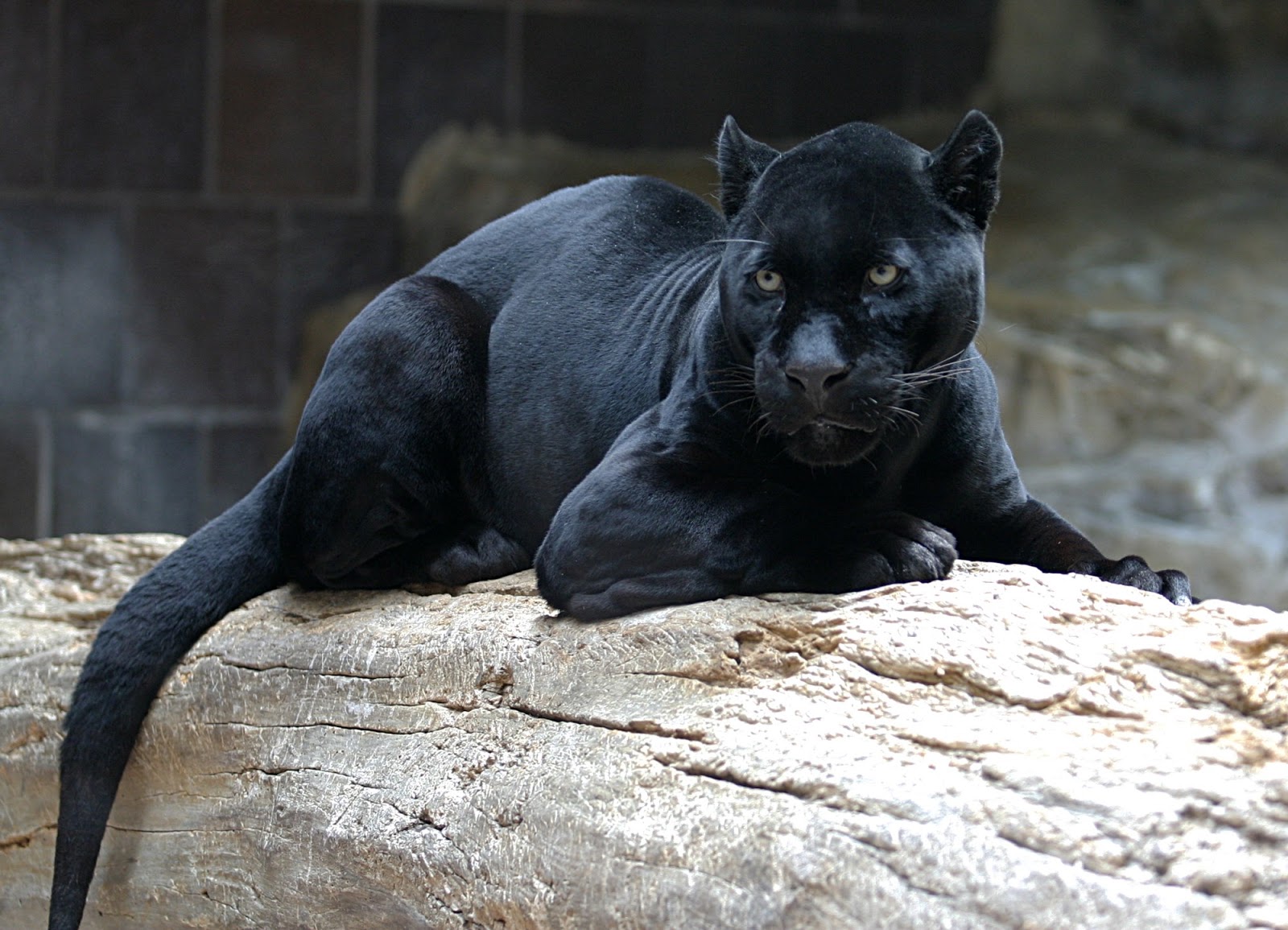 Black jaguar, Free Stock Photos | Pictures In Stitches