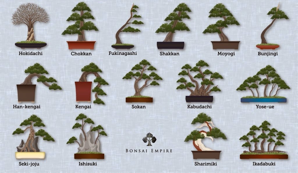 An insight into the wonderful hobbies of the world Bonsai Styles