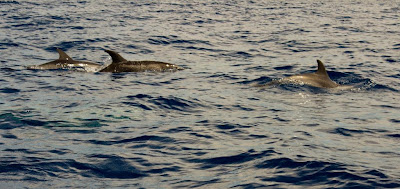 delfini azzorre