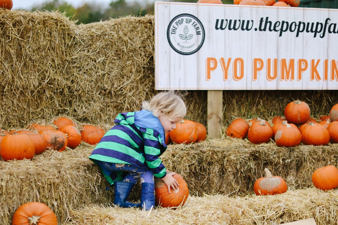 Days Out PYO Pumpkins at The Pop Up Farm, Hertfordshire Quite