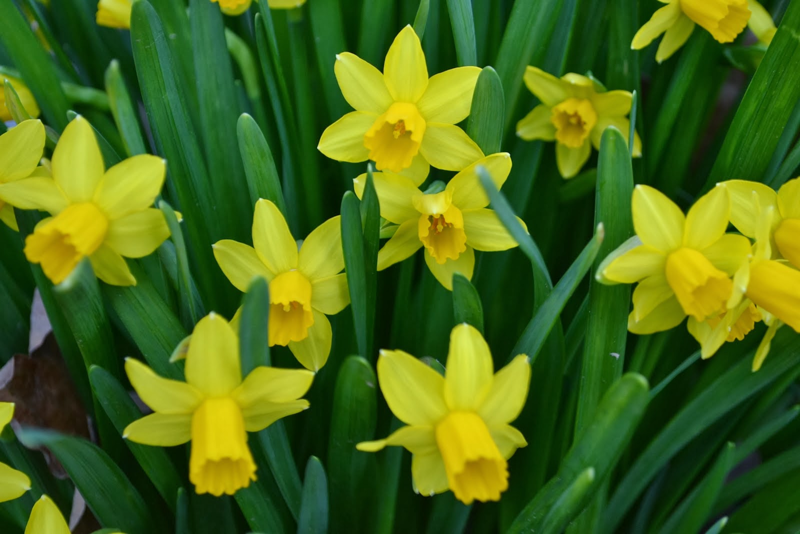 Garden Delights Plant Nursery Blog