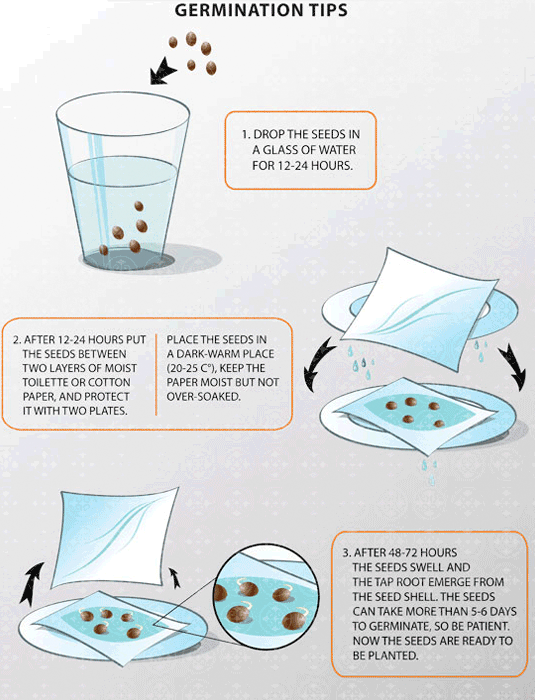 What Temp For Seeds To Germinate