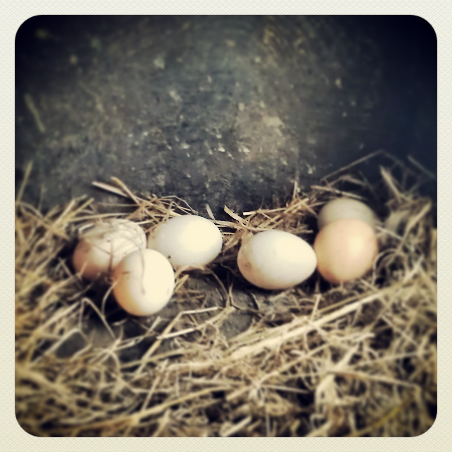 De herders van haaldersbroek: mei 2013