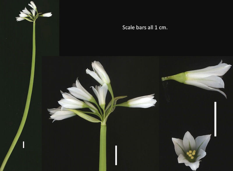 Theobrominated Wednesday wildflower onion weed