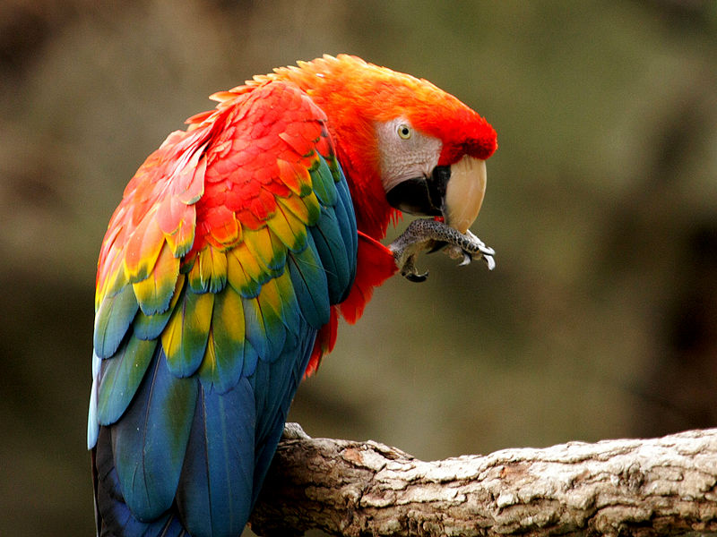 Colorful Macaws...