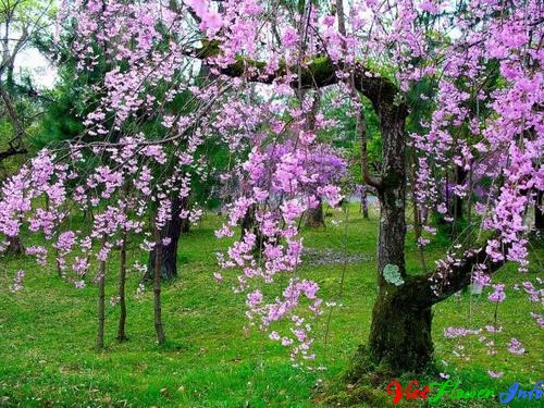 Ý nghĩa hoa anh đào - Sakura