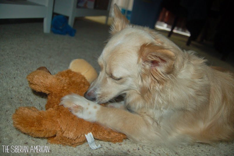 kong cozie marvin the moose