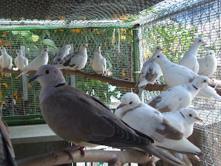 The Rescue Report Ringneck Doves As Pets Guest Post By Cathy Kendall