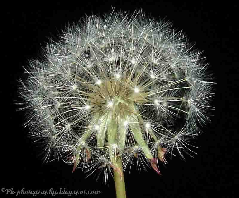 Dandelion Clock Nature, Cultural, and Travel Photography Blog