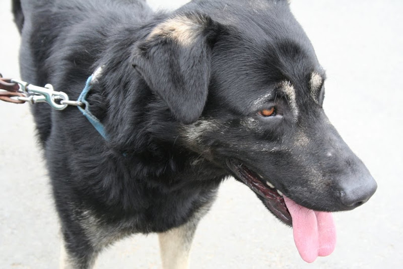 side view of a black german shepherd with sable markings on his ears, eyebrows and legs, tongue hanging out in a relaxed way