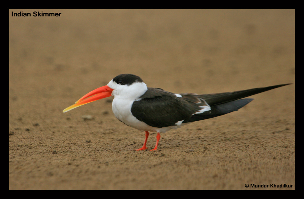 Birding Travelogue Indian Skimmers